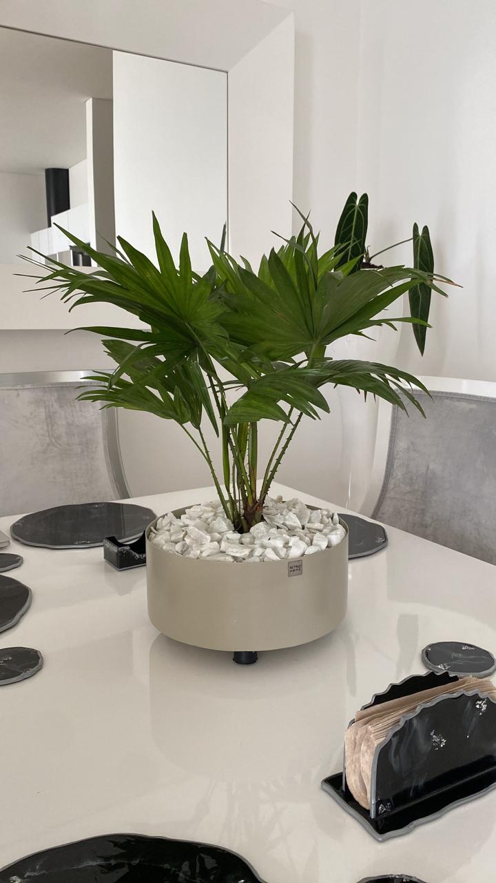 Matera Bonsai