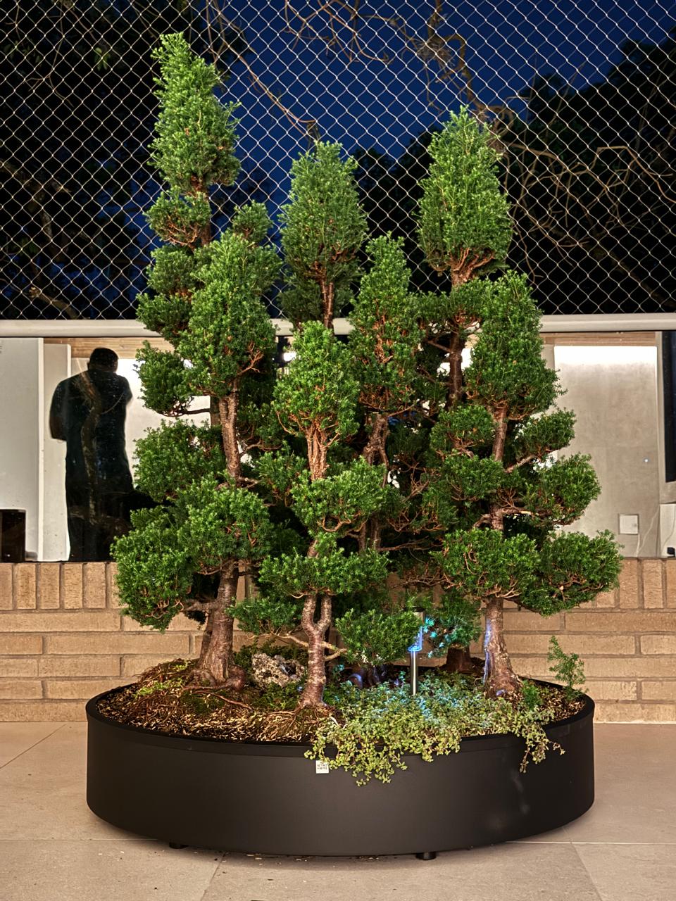 Materas Cilíndricas tipo Bonsai