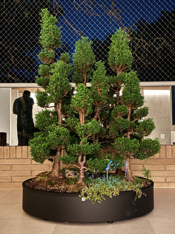 Materas Cilíndricas tipo Bonsai