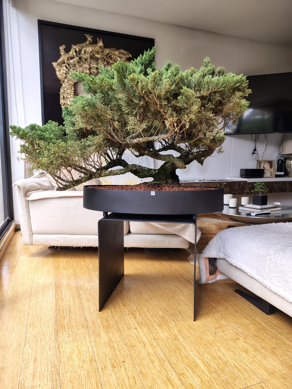 Matera Ovalada Bonsai