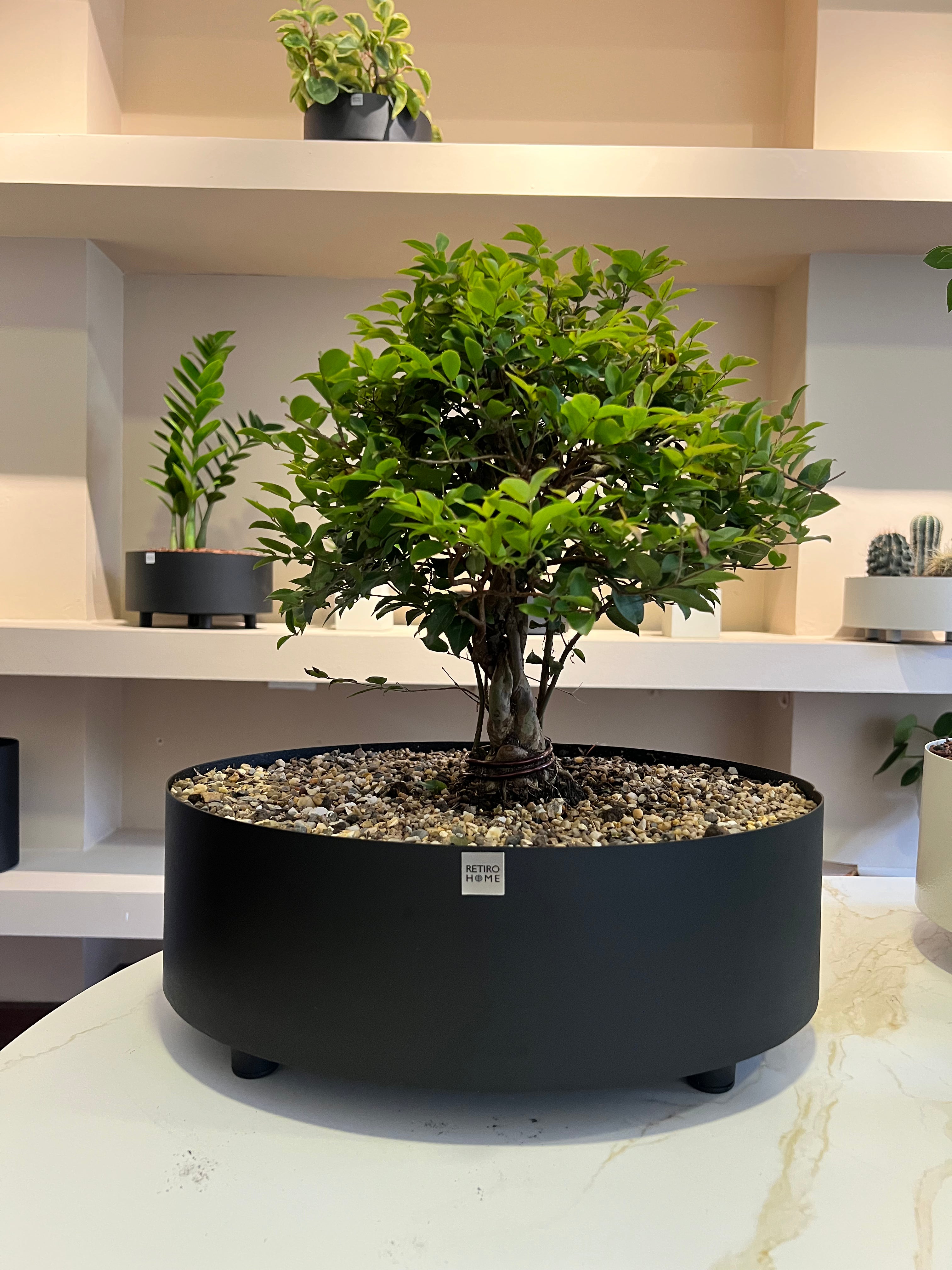 bonsai tree asda Matera Ovalada Bonsai – retirohome