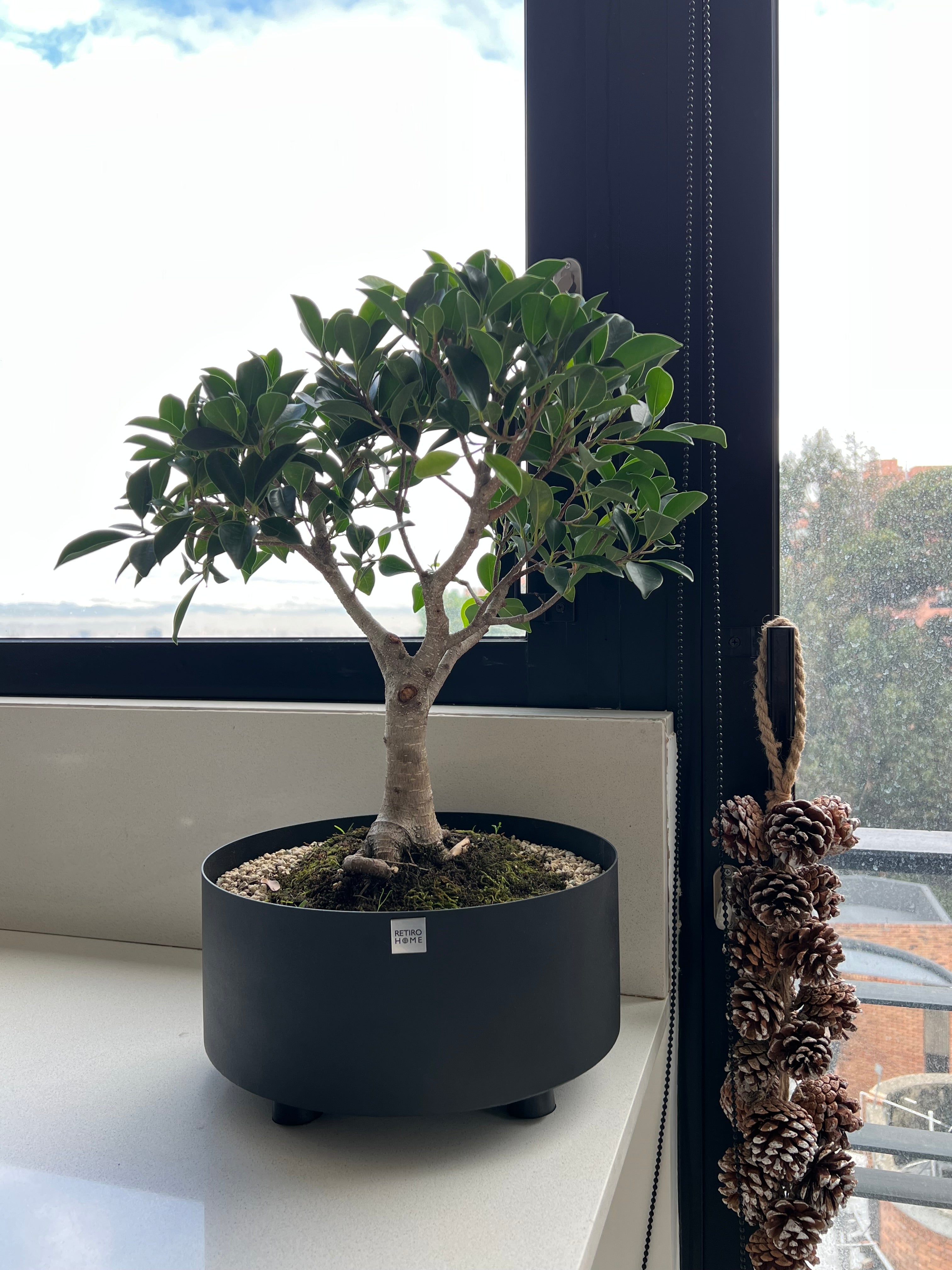 Matera Bonsai