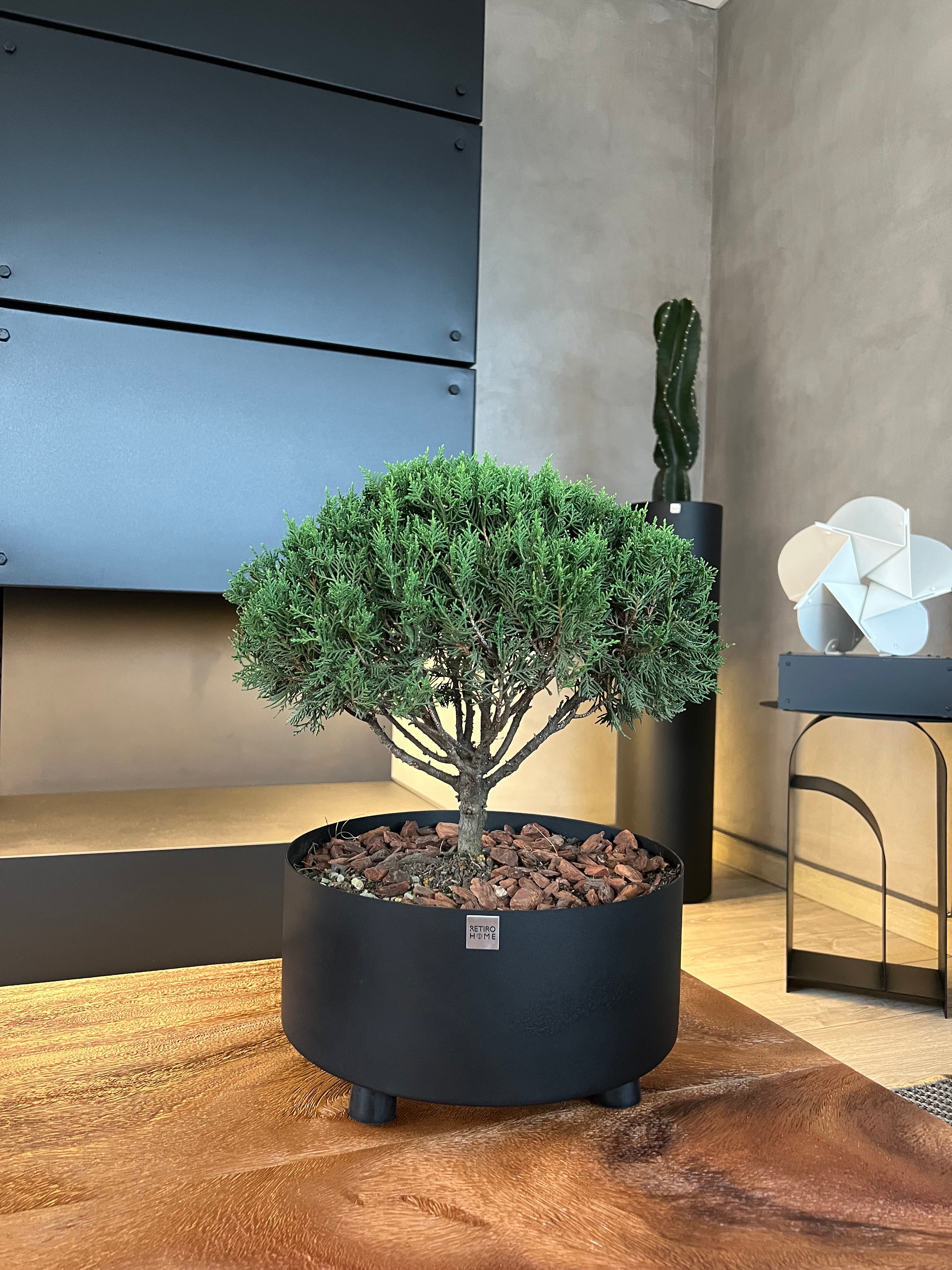 Matera Bonsai