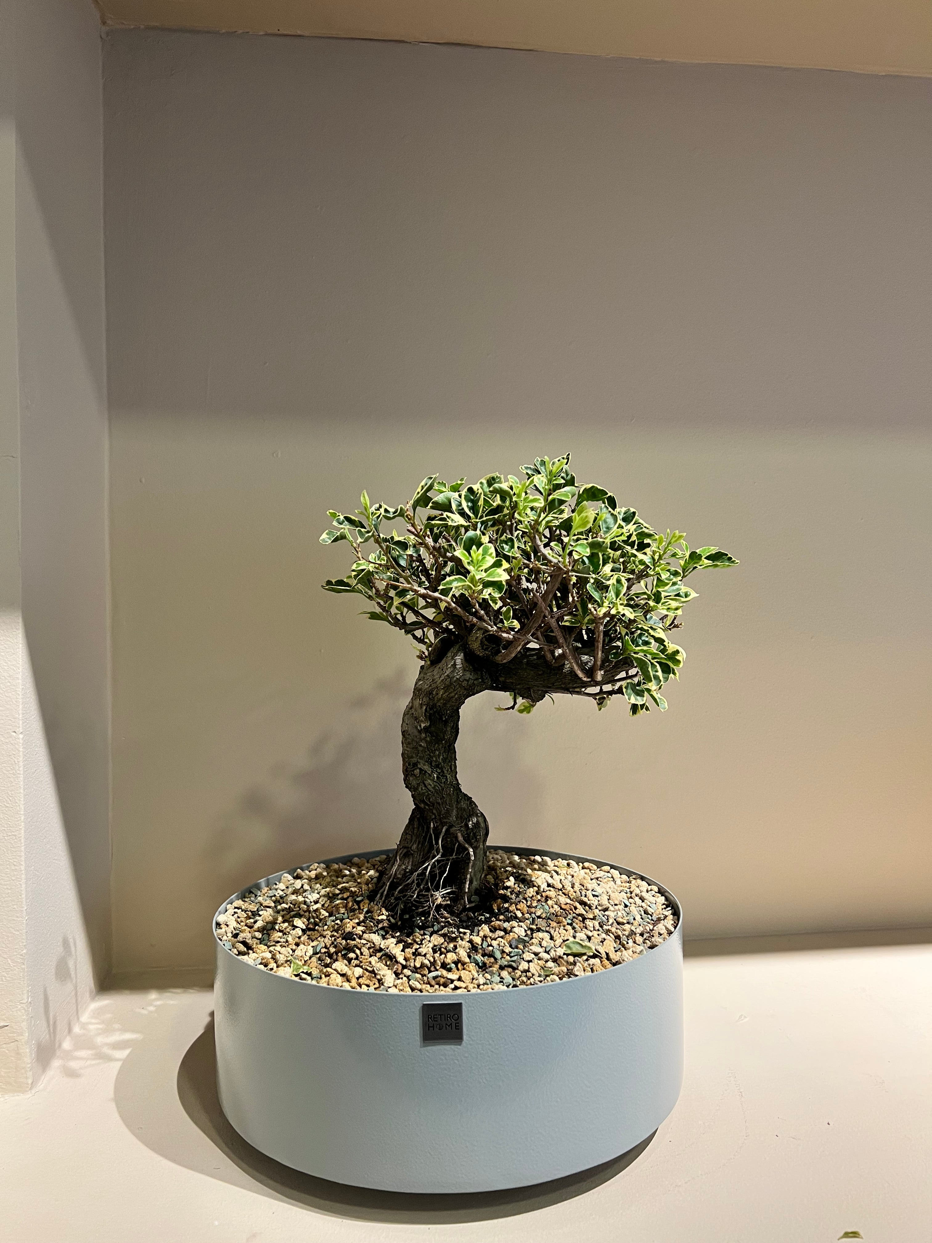 Matera Bonsai