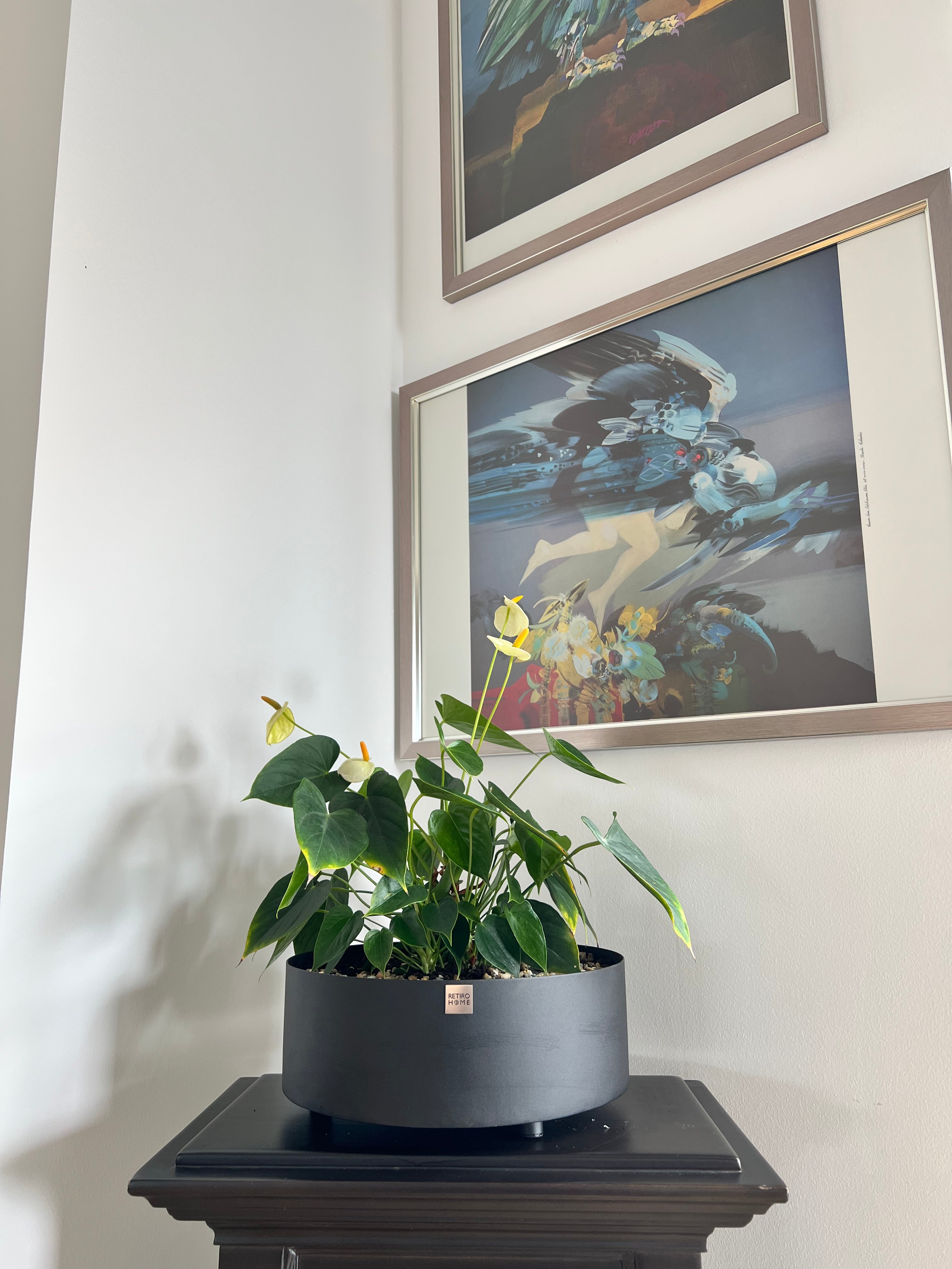 Matera Bonsai
