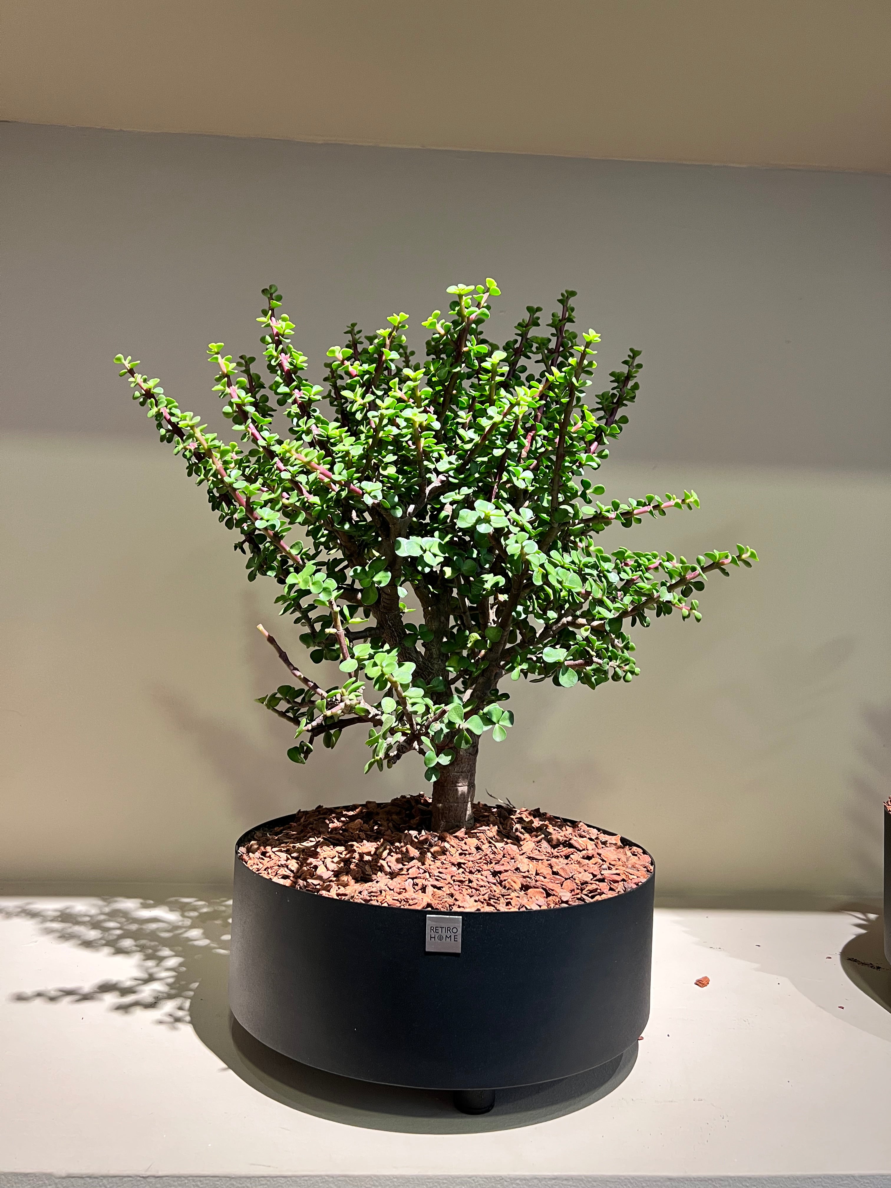 Matera Bonsai