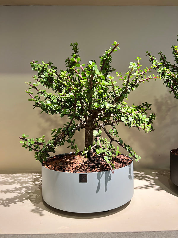 Matera Bonsai