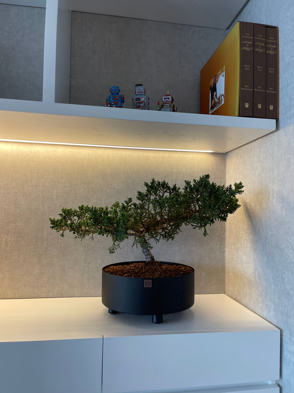 Matera Bonsai