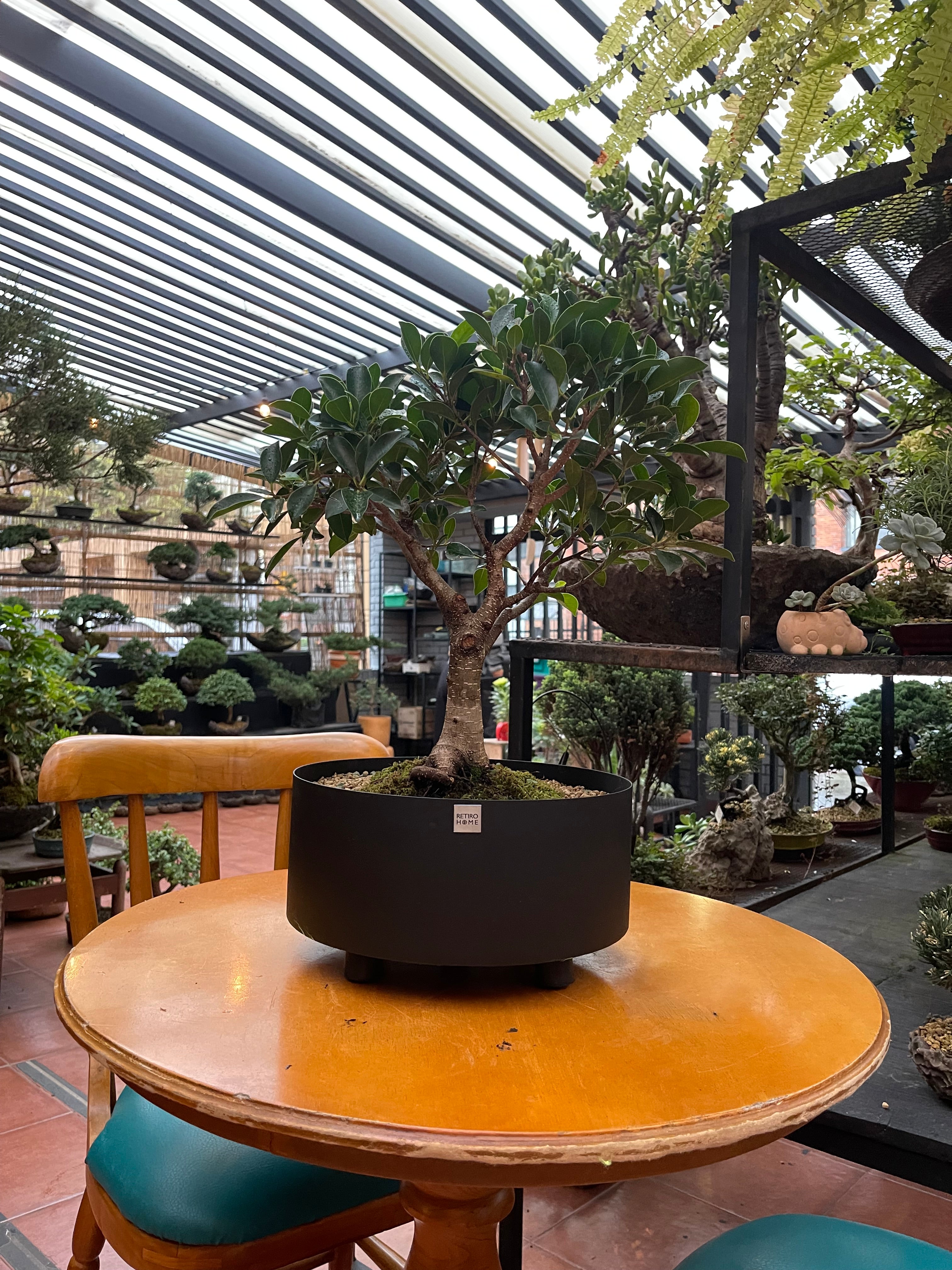Matera Bonsai